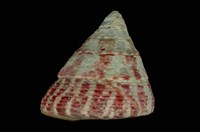 藏品(紅斑鐘螺)的圖片